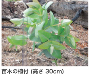 苗木の植付(高さ30センチメートル)