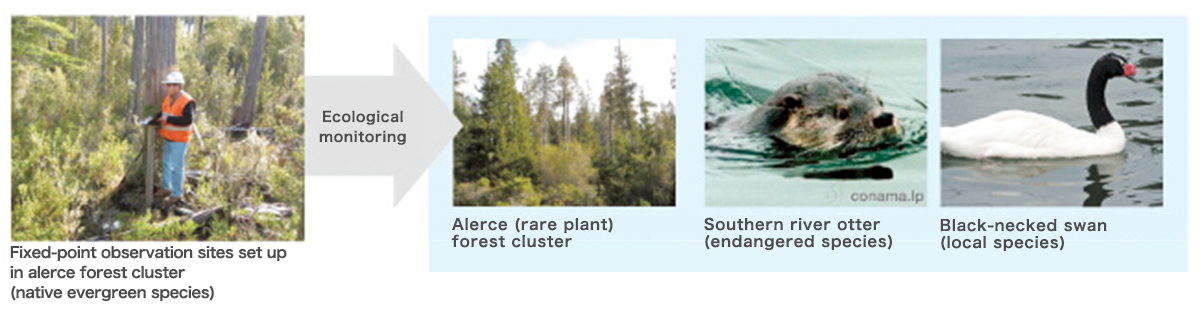 Fixed-point observation sites set up in alerce forest cluster (native evergreen species)Ecological monitoring